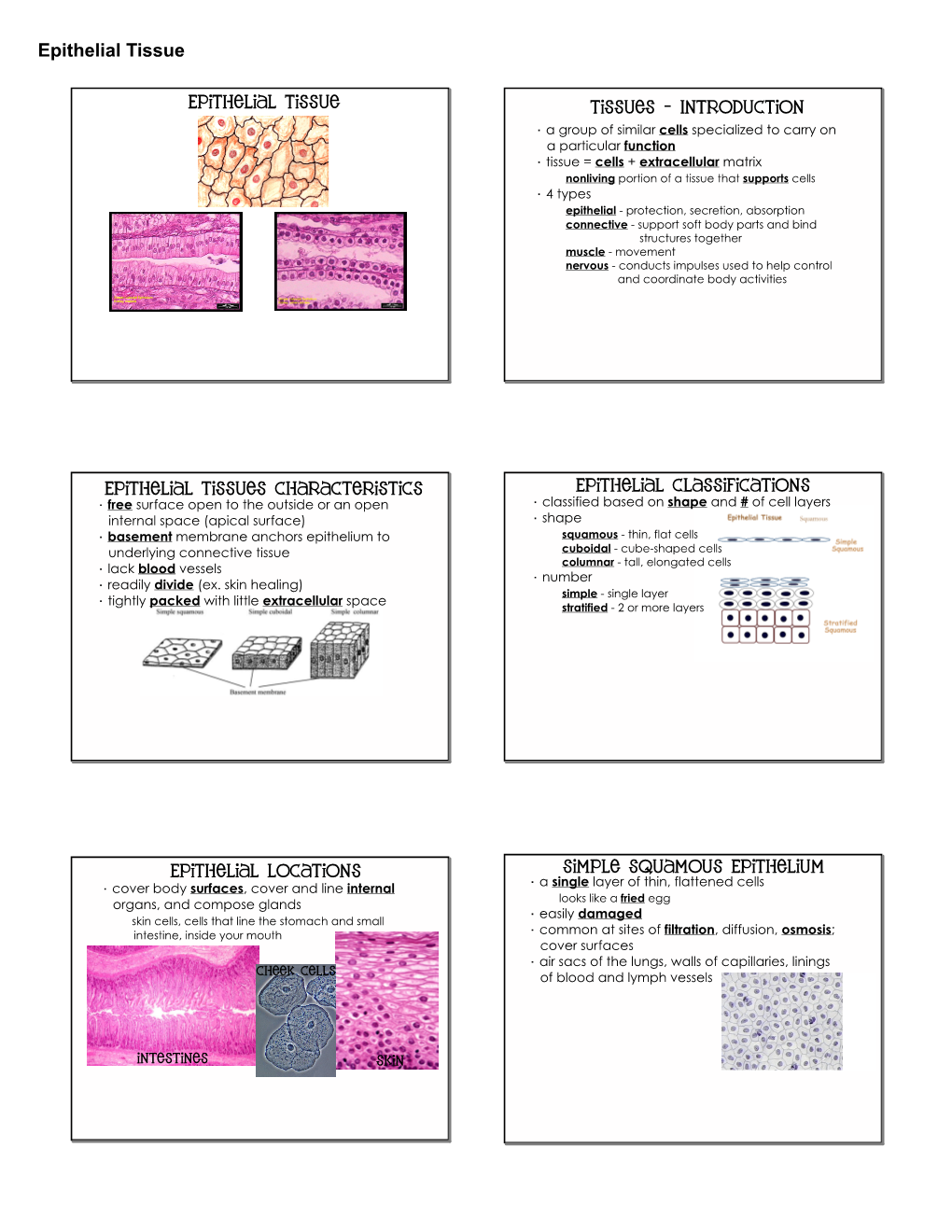 Epithelial Tissue