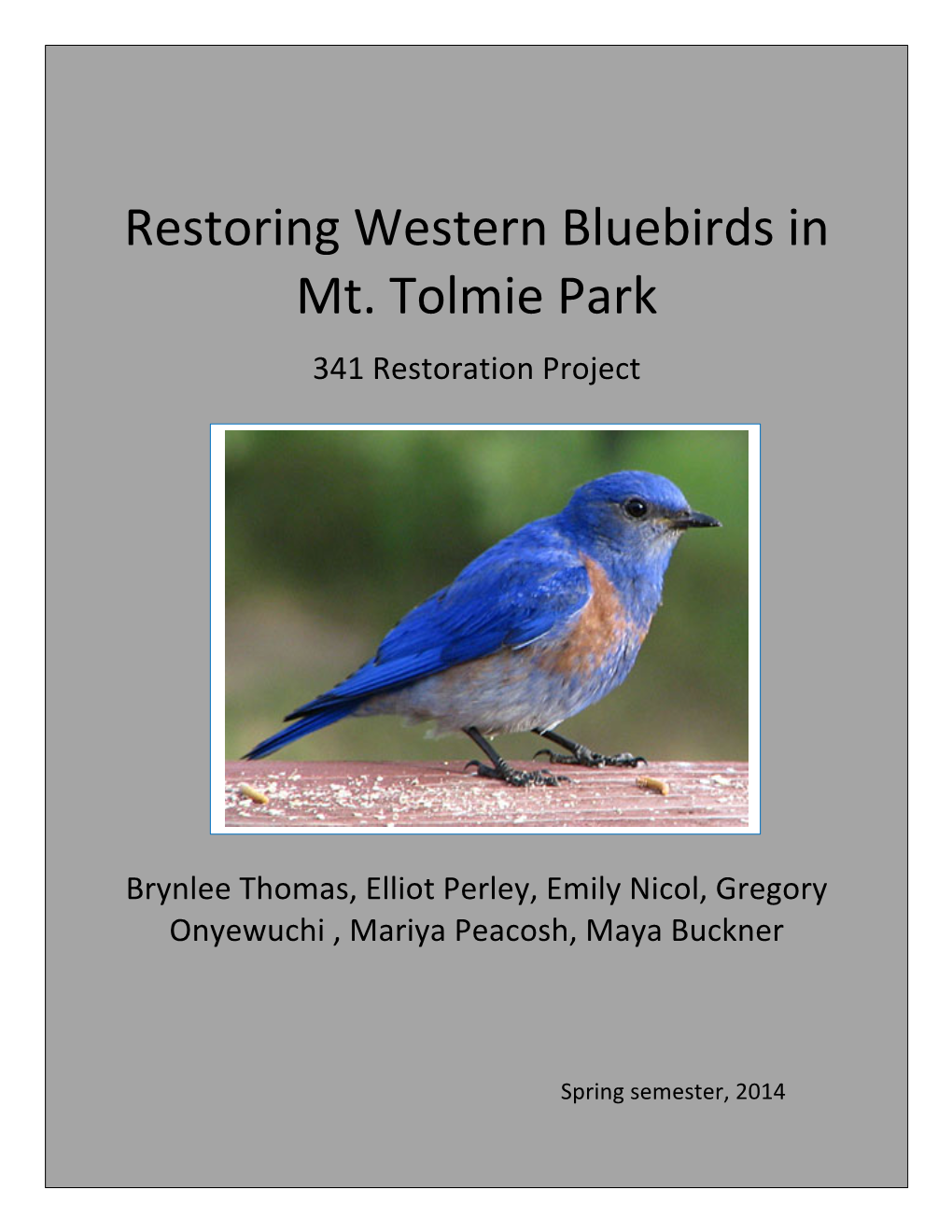 Western Bluebirds in Mt. Tolmie Park Spring 2014