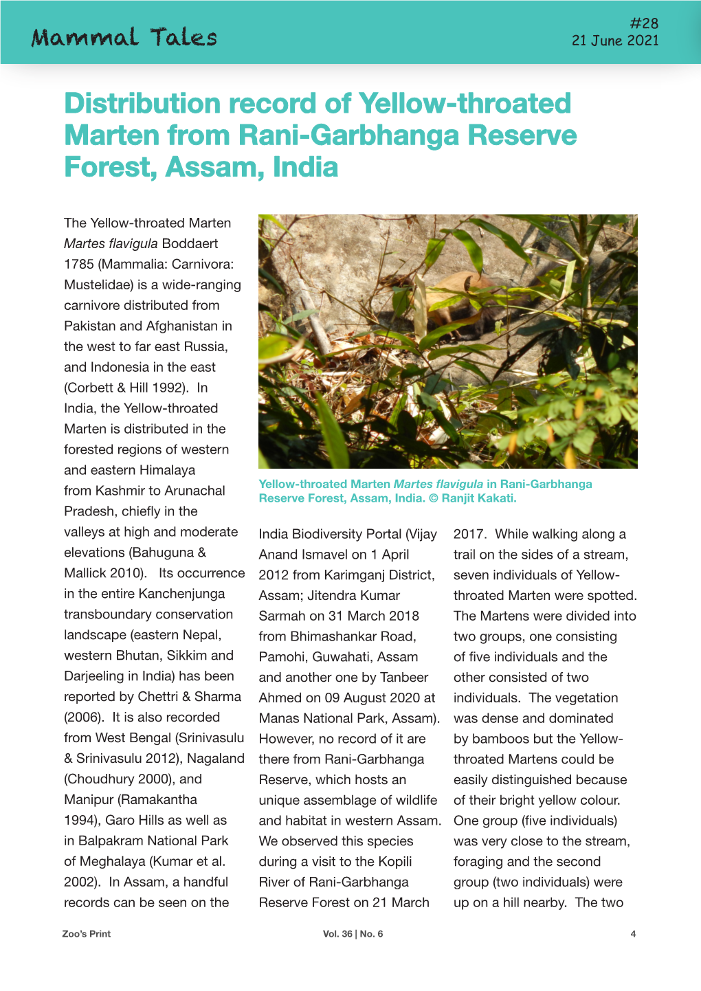 Distribution Record of Yellow-Throated Marten from Rani-Garbhanga Reserve Forest, Assam, India