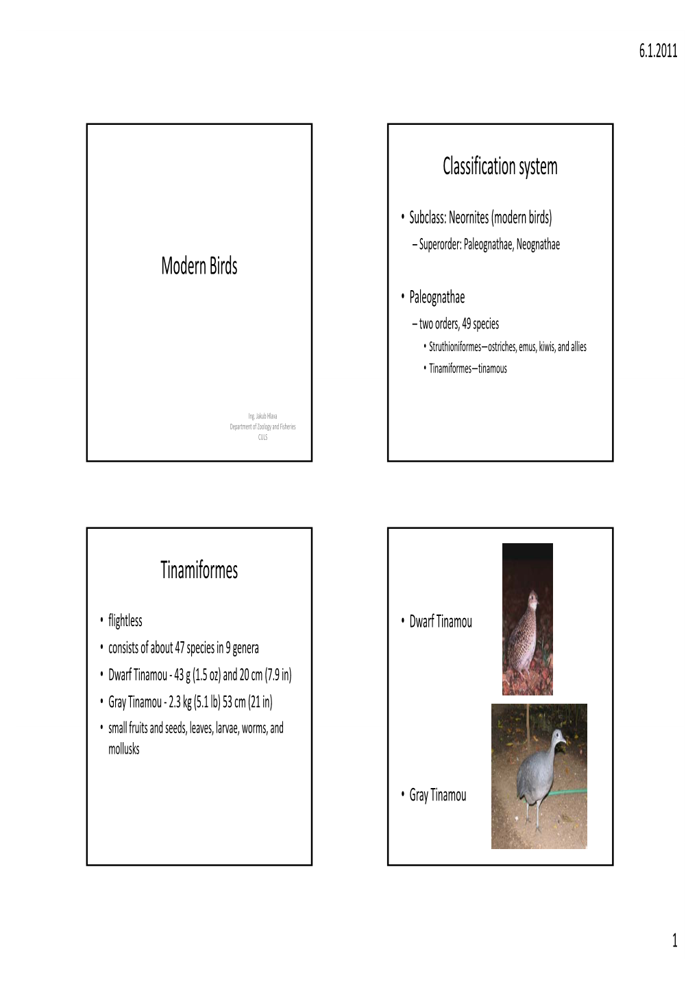 Modern Birds Classification System Tinamiformes