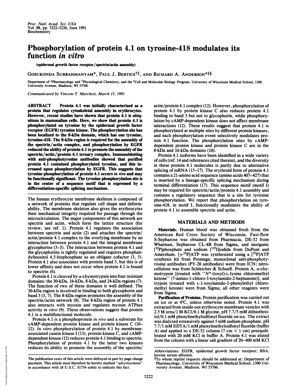 Phosphorylation of Protein 4.1 on Tyrosine-418 Modulates Its Function