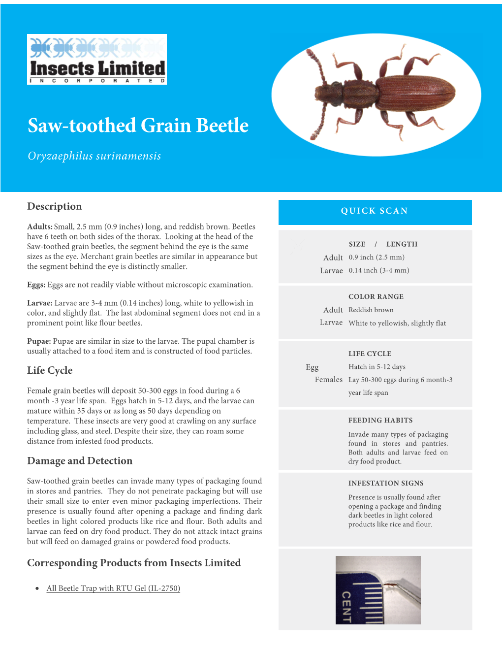 Saw-Toothed Grain Beetle