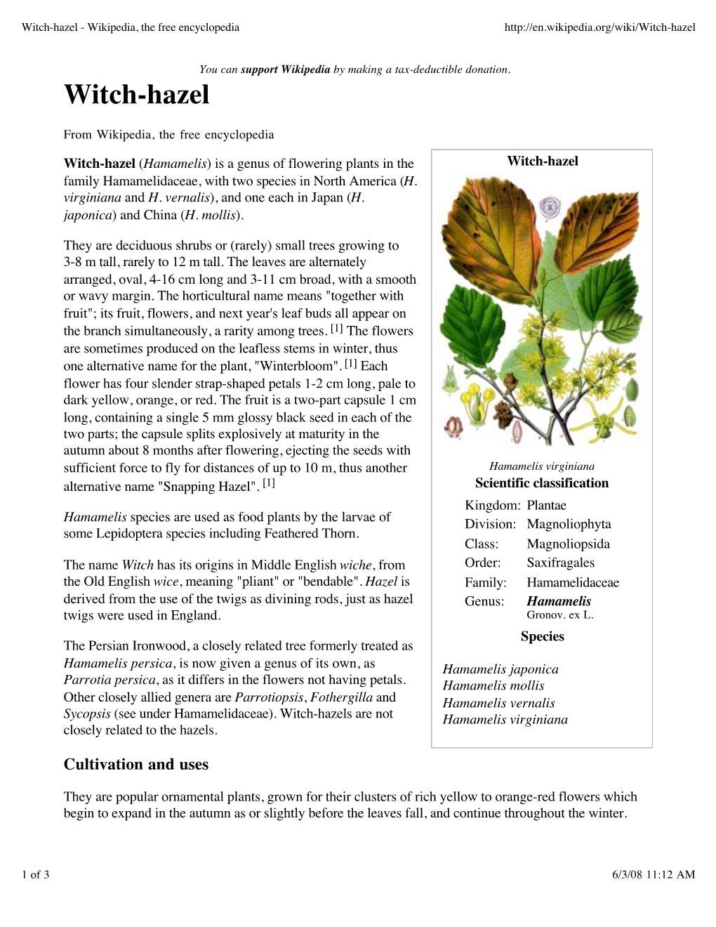 Witch-Hazel - Wikipedia, the Free Encyclopedia