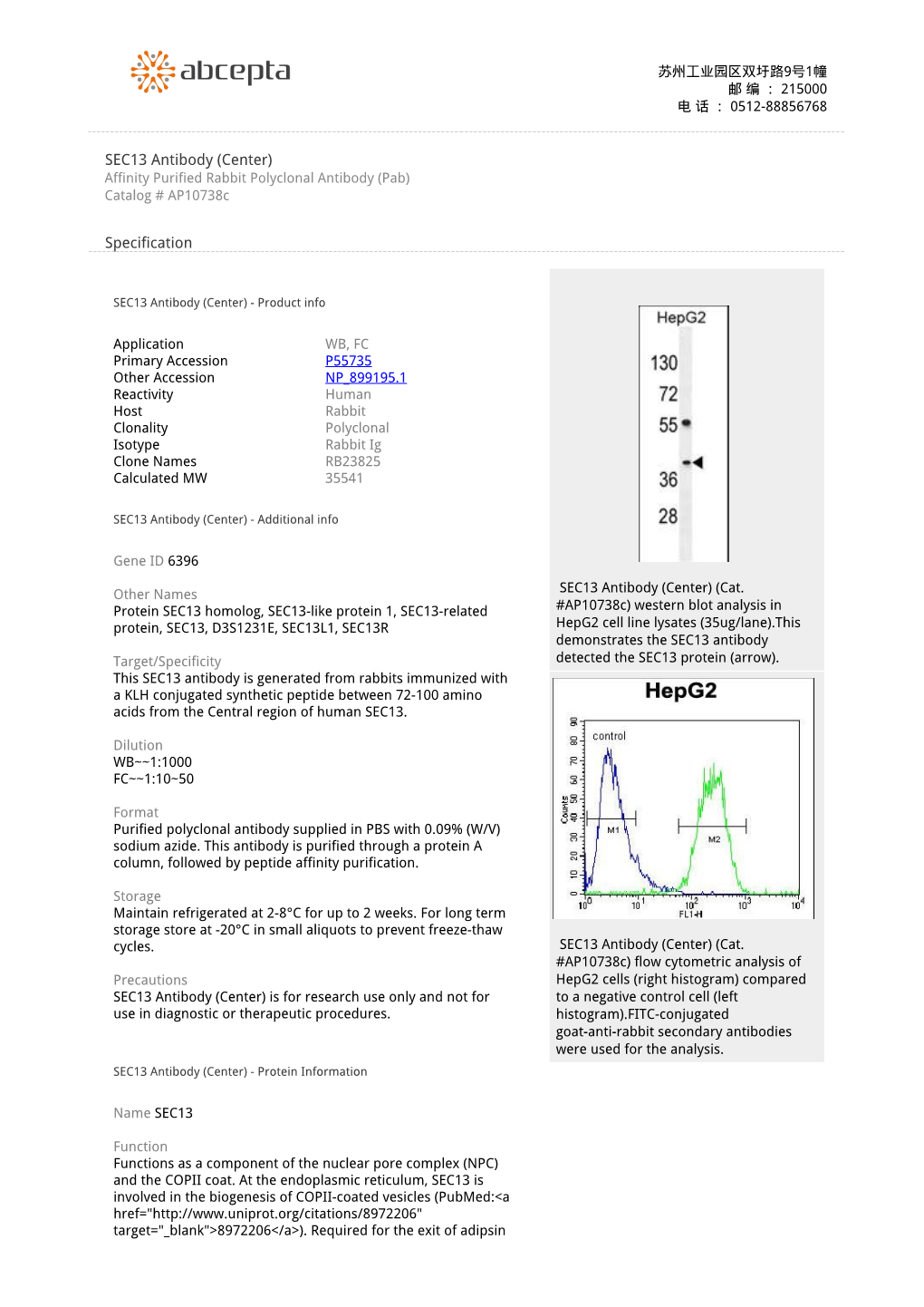 SEC13 Antibody (Center) Affinity Purified Rabbit Polyclonal Antibody (Pab) Catalog # Ap10738c