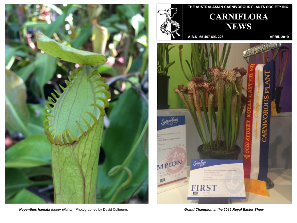 Carniflora News, April 2019 (PDF)