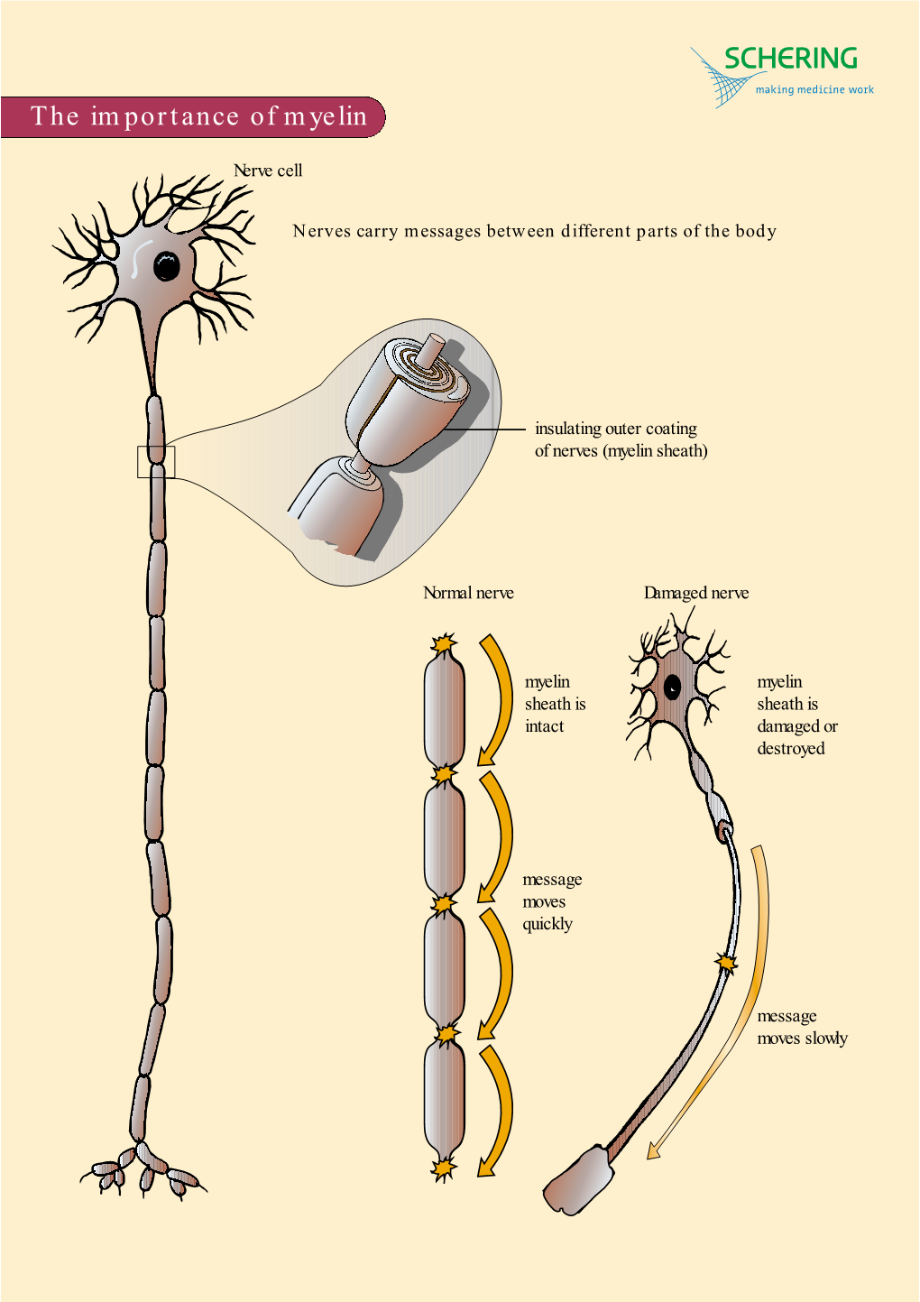 The Importance of Myelin