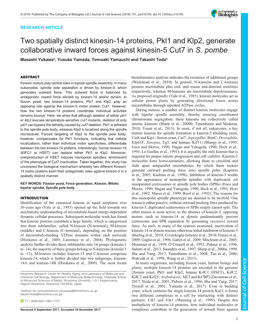 Two Spatially Distinct Kinesin-14 Proteins, Pkl1 and Klp2, Generate Collaborative Inward Forces Against Kinesin-5 Cut7 in S