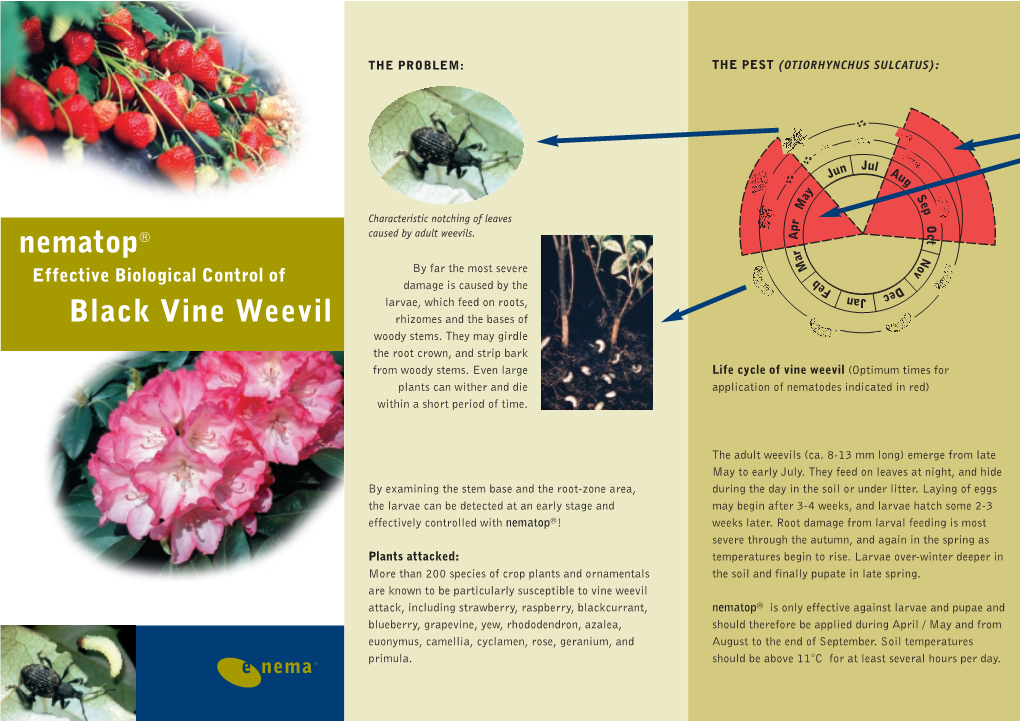 Nematop® Black Vine Weevil