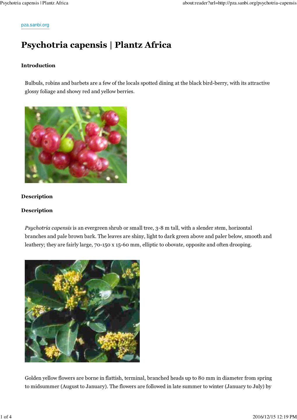 Psychotria Capensis | Plantz Africa About:Reader?Url=