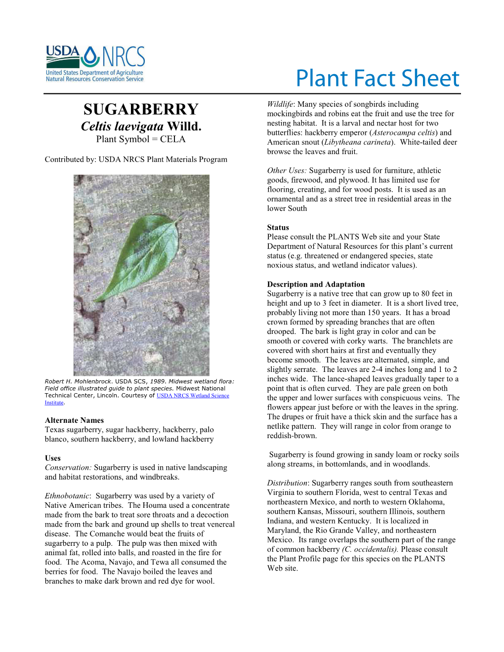 Sugarberry Plant Fact Sheet