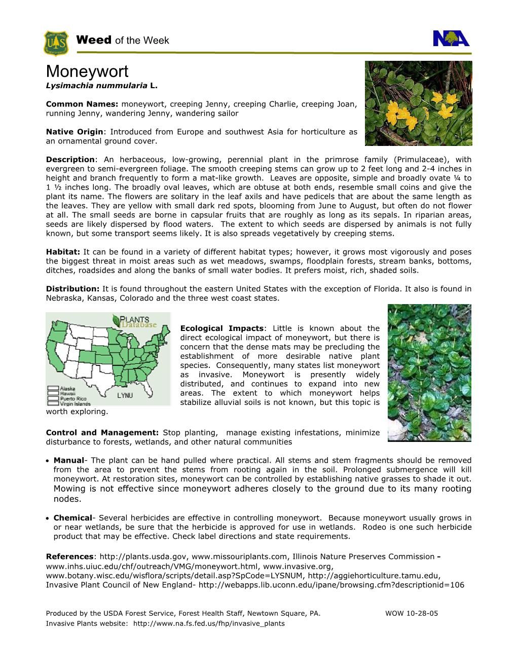 Moneywort Lysimachia Nummularia L