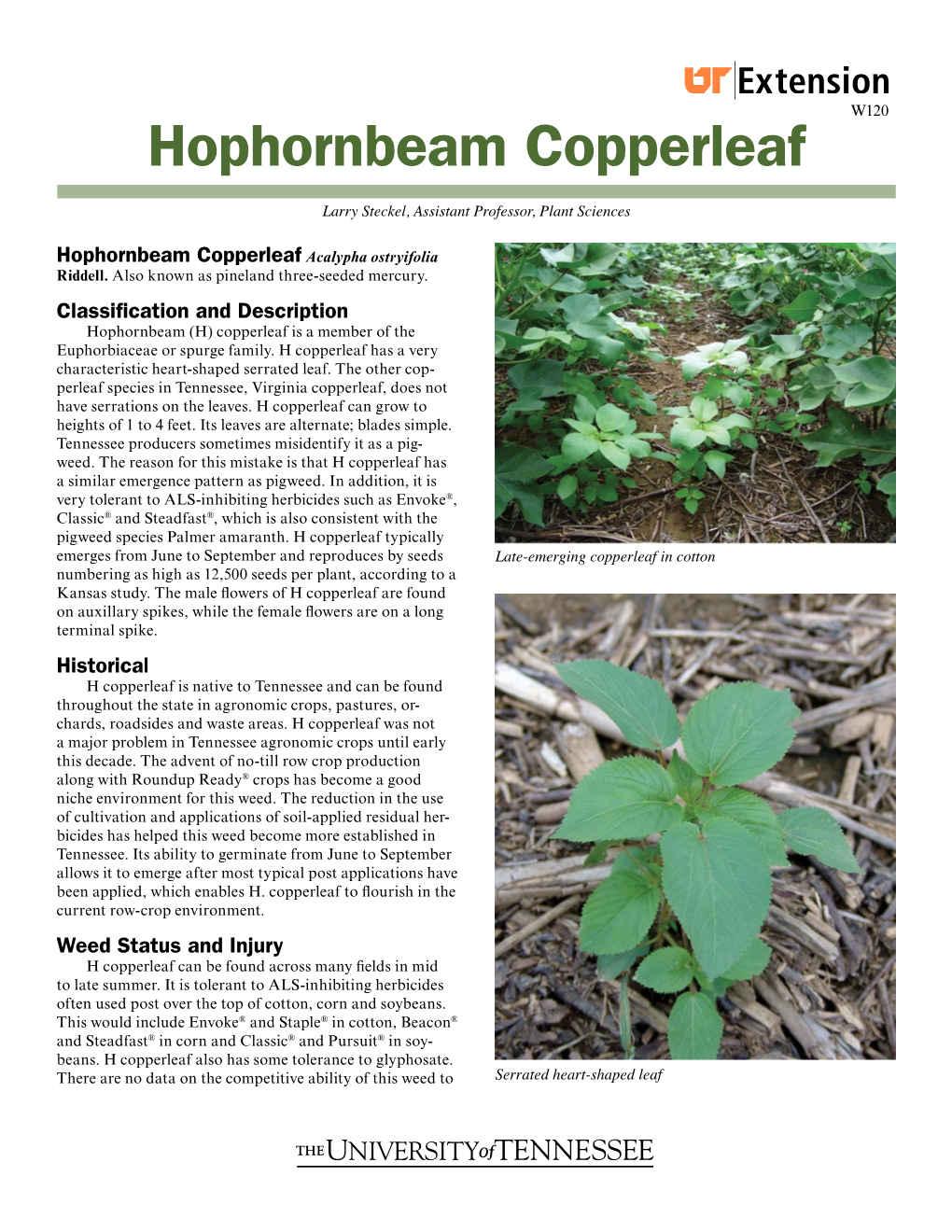 Hophornbeam Copperleaf