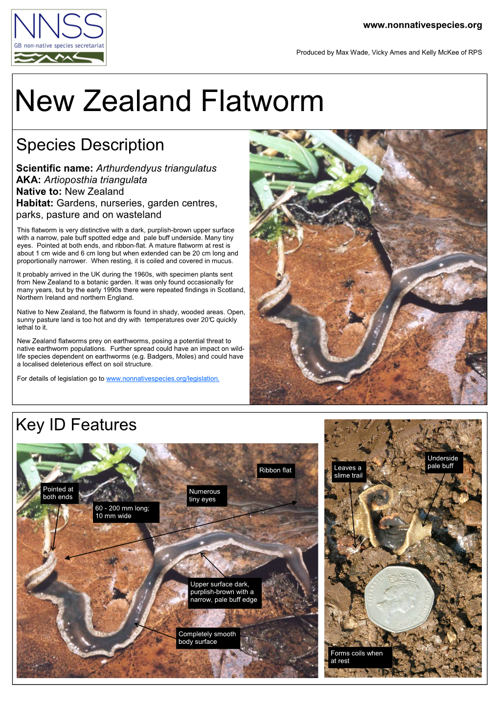 New Zealand Flatworm