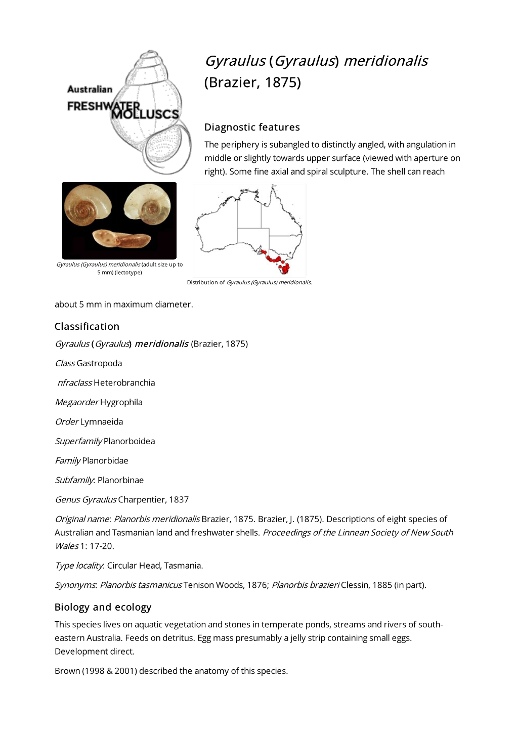 Gyraulus) Meridionalis (Brazier, 1875