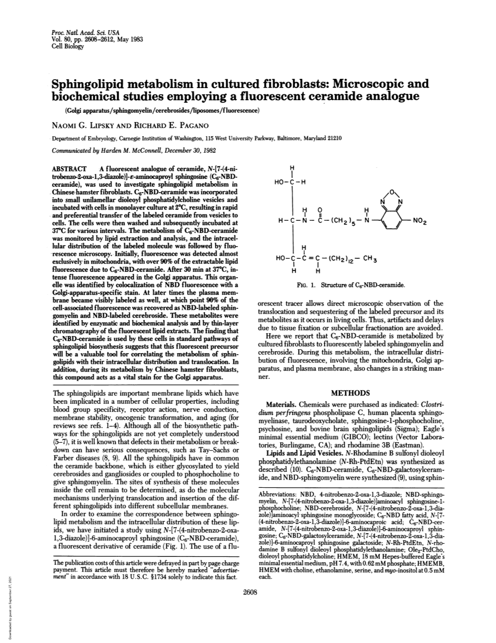 Sphingolipid Metabolism in Cultured Fibroblasts: Microscopic And