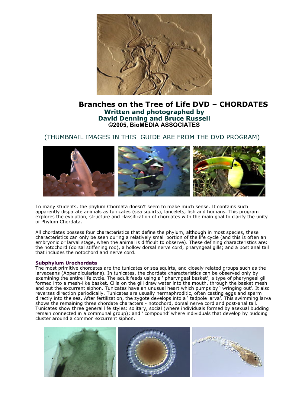 Biology of Chordates Video Guide