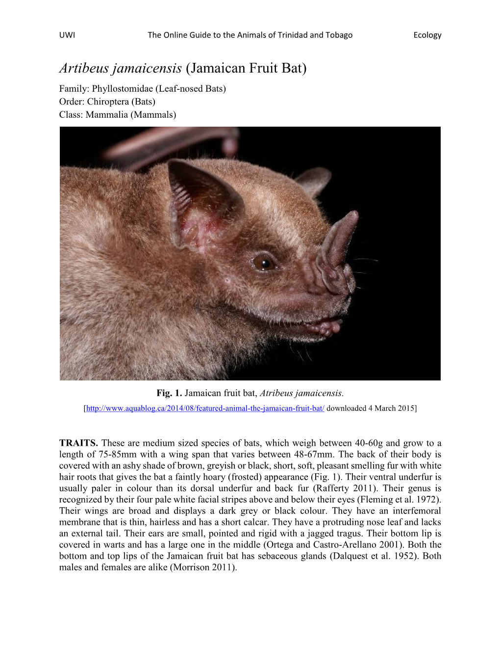 Artibeus Jamaicensis (Jamaican Fruit Bat) Family: Phyllostomidae (Leaf-Nosed Bats) Order: Chiroptera (Bats) Class: Mammalia (Mammals)