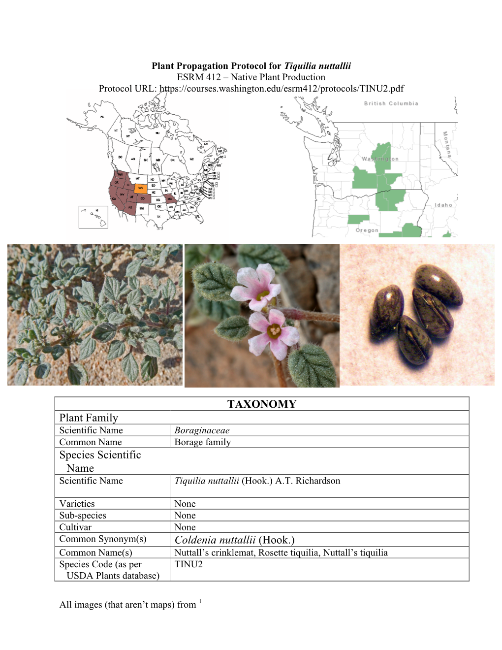 TAXONOMY Plant Family Species Scientific Name Coldenia Nuttallii