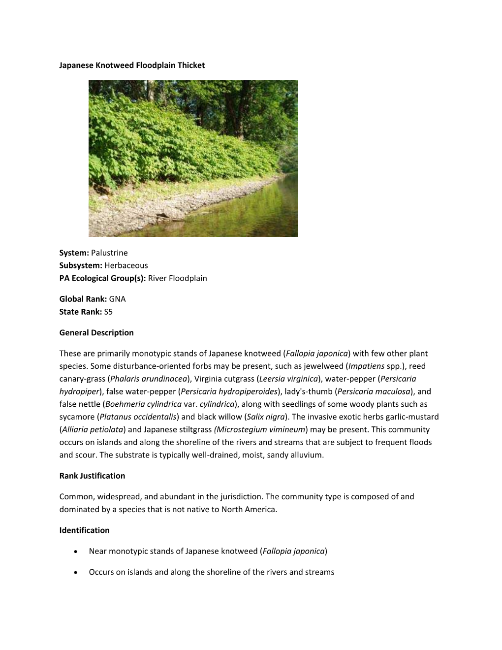 Japanese Knotweed Floodplain Thicket System: Palustrine Subsystem