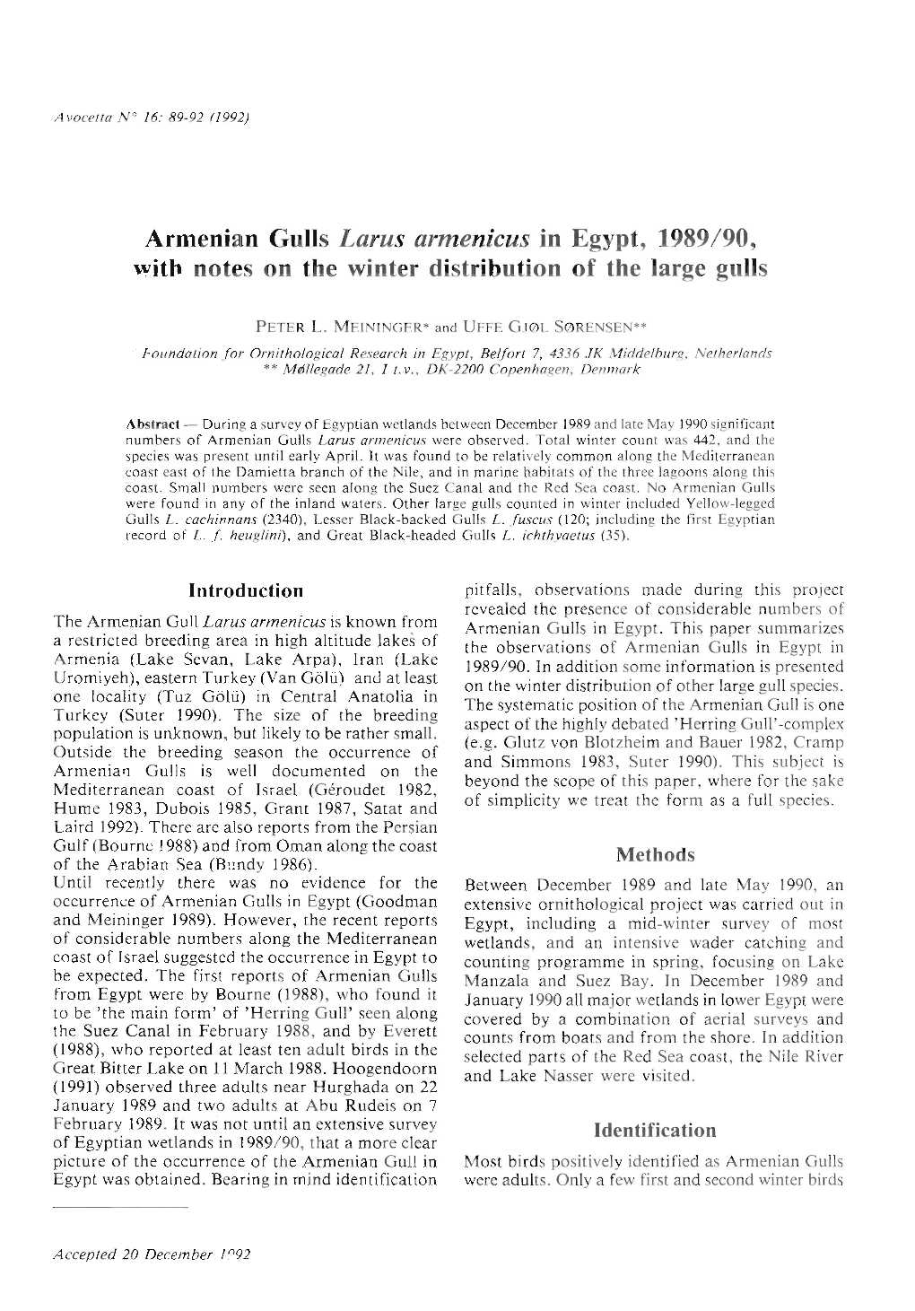 Armenian Gulls Larus Armenicus in Egypt, 1989/90, with Notes on the Winter Distribution of the Large Gulls