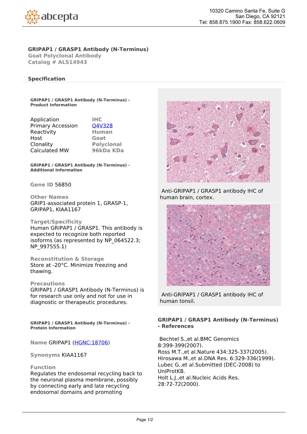 GRIPAP1 / GRASP1 Antibody (N-Terminus) Goat Polyclonal Antibody Catalog # ALS14943