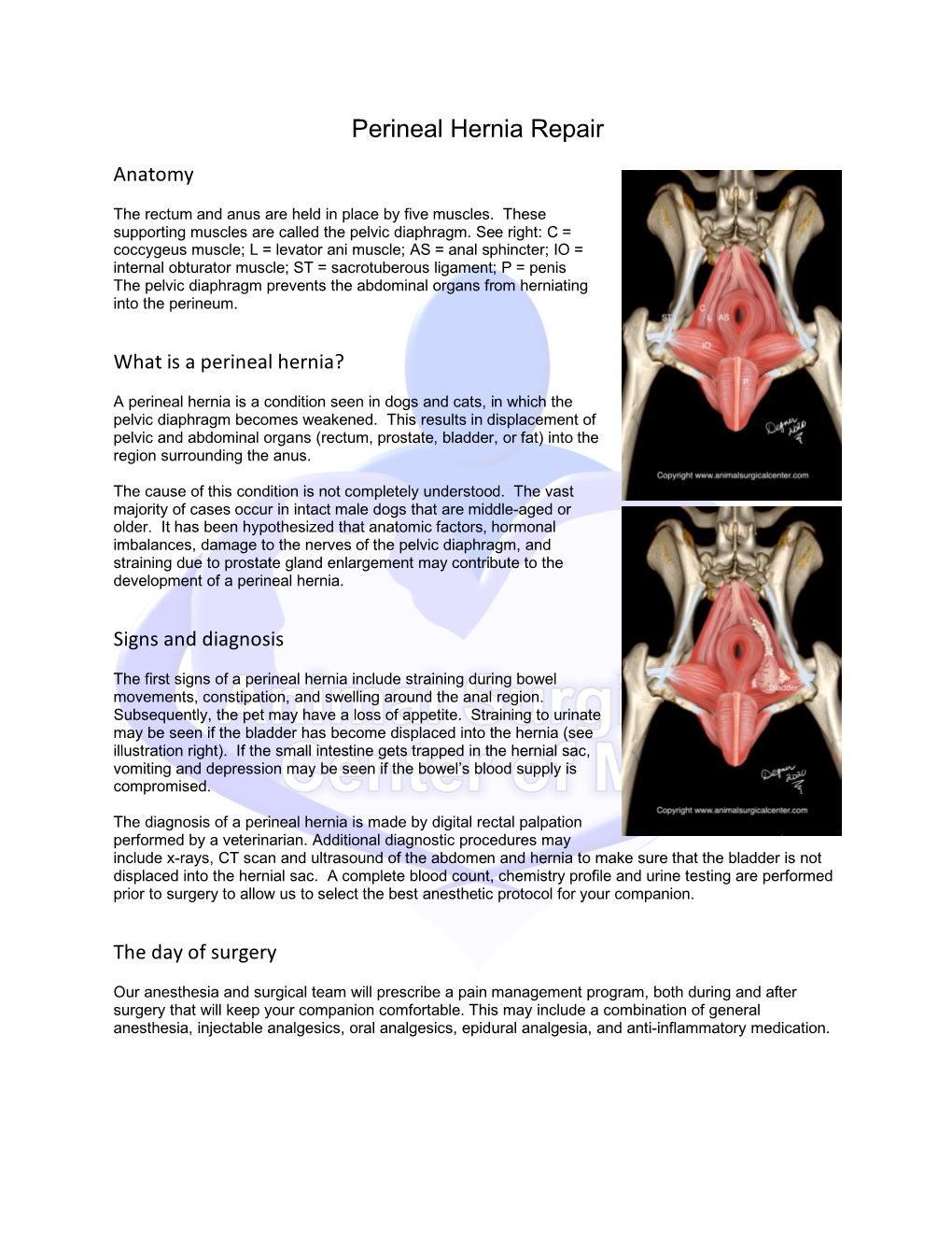 Perineal Hernia Repair