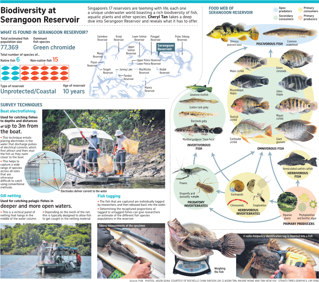 Biodiversity at Serangoon Reservoir