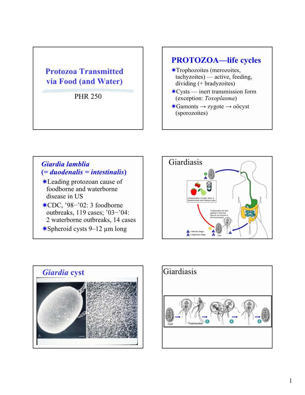 Cryptosporidium Parvum