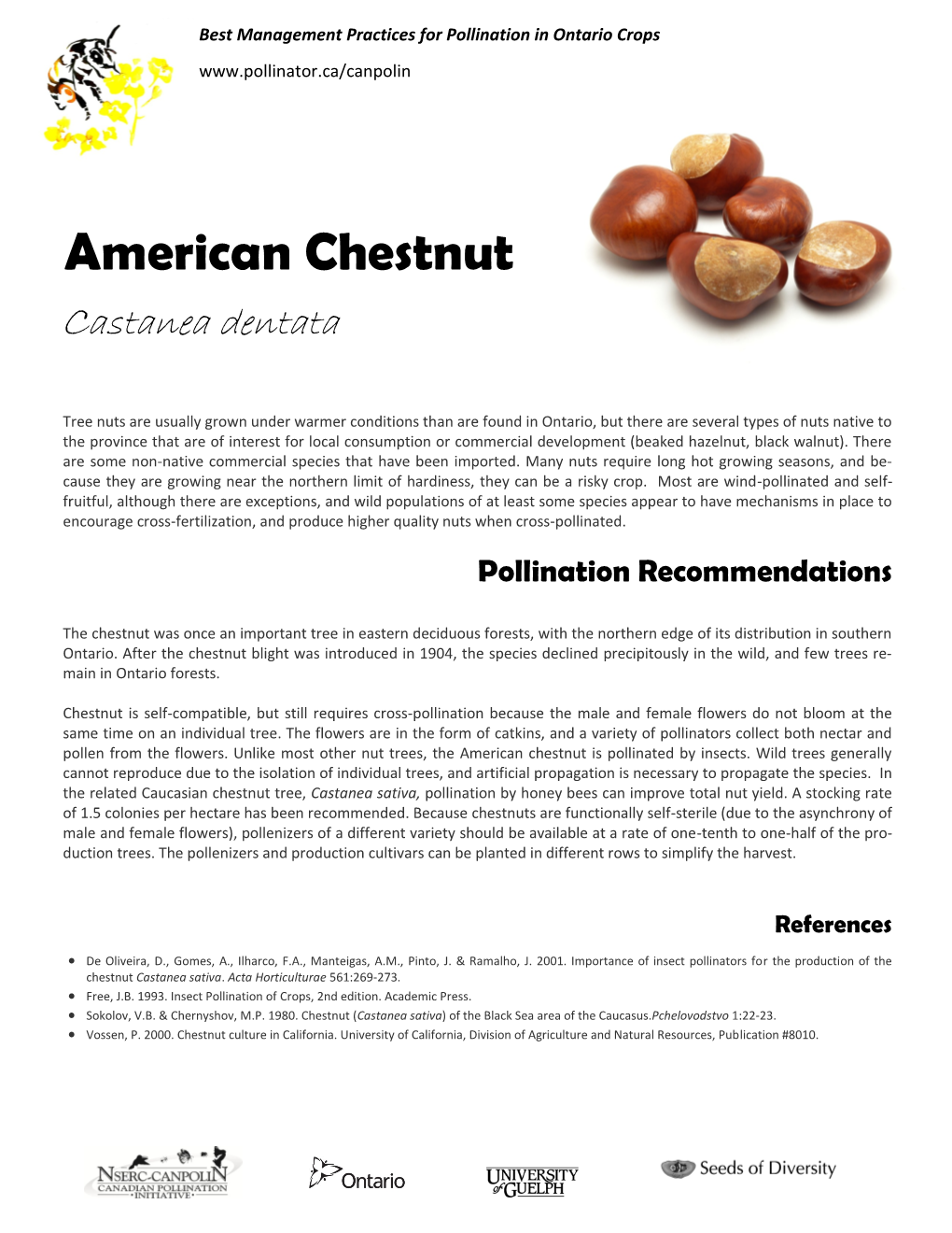 American Chestnut Castanea Dentata