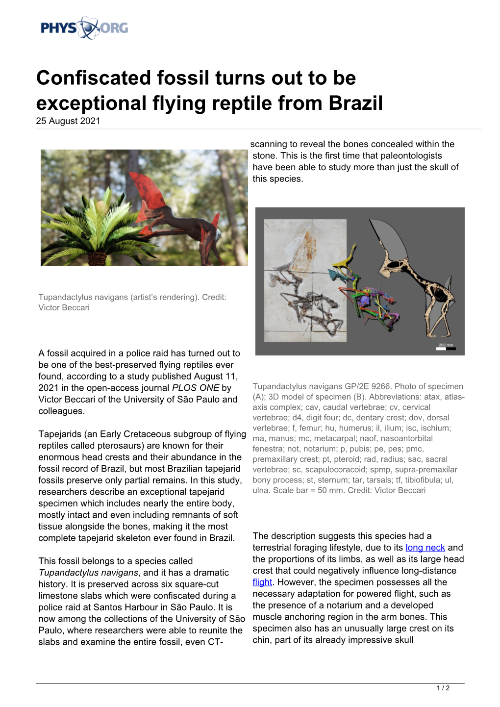 Confiscated Fossil Turns out to Be Exceptional Flying Reptile from Brazil 25 August 2021