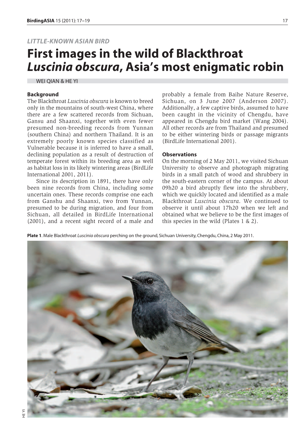 First Images in the Wild of Blackthroat Luscinia Obscura, Asia's Most