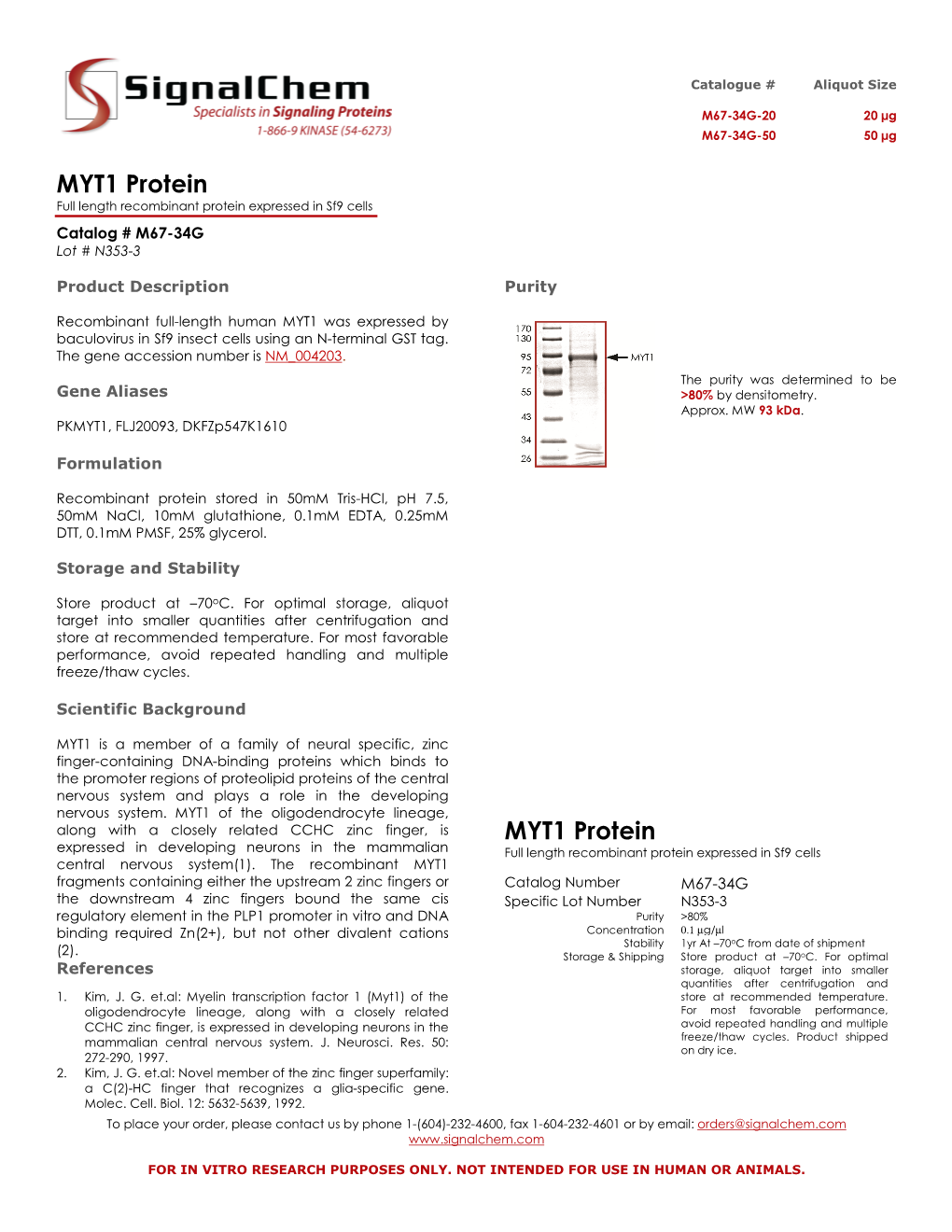 MYT1 Protein MYT1 Protein