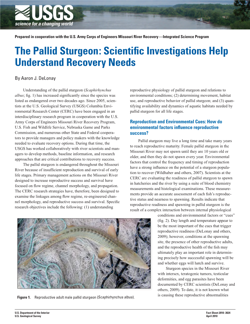 The Pallid Sturgeon: Scientific Investigations Help Understand Recovery Needs