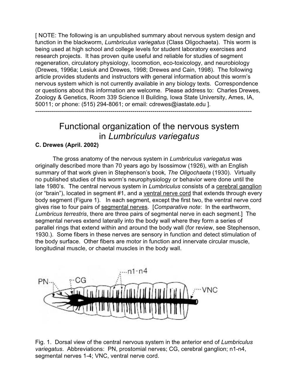 The Nervous System in Lumbriculus Variegatus C