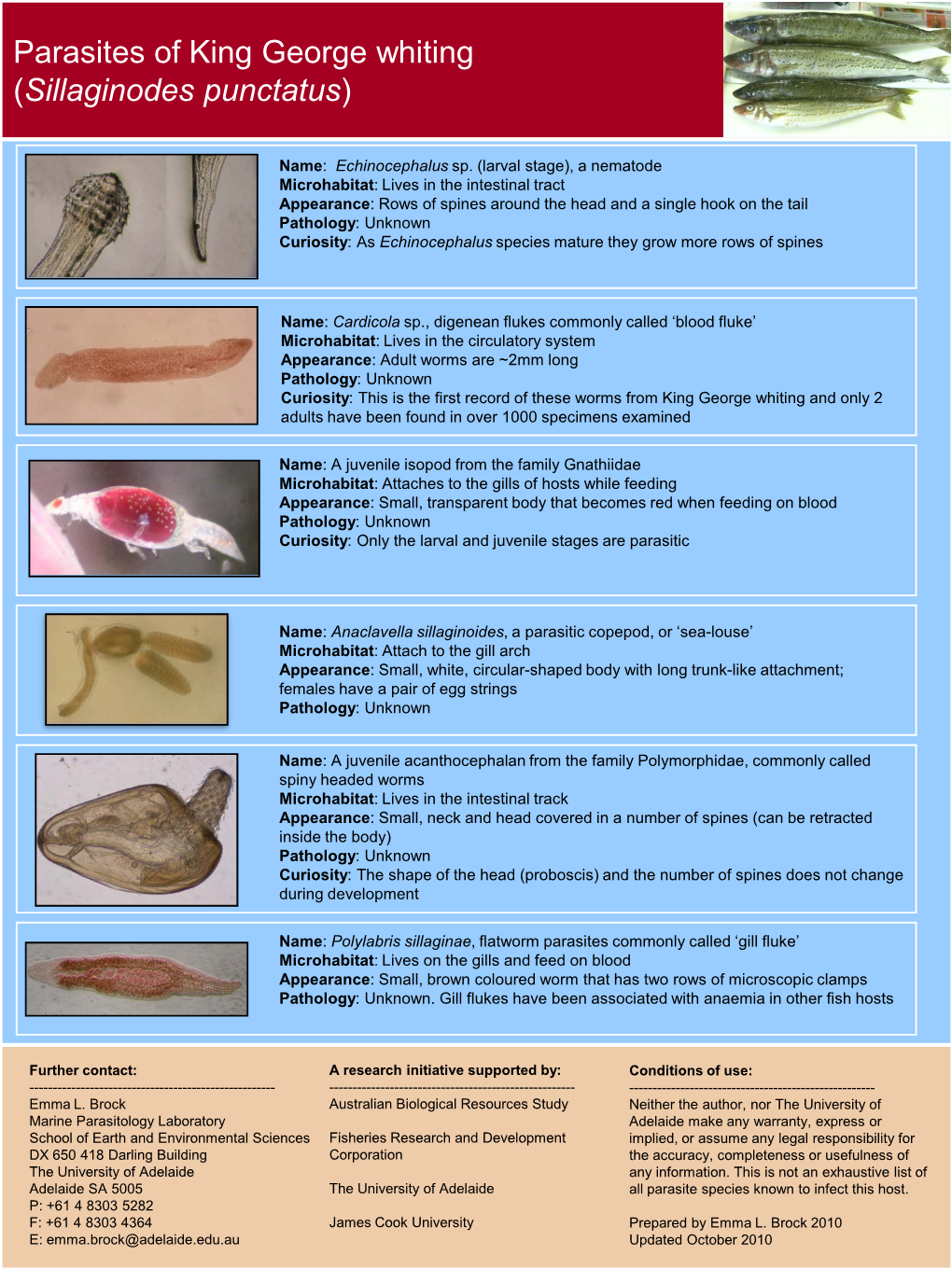 King George Whiting (Sillaginodes Punctatus)