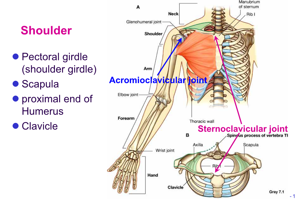 Bone Limb Upper