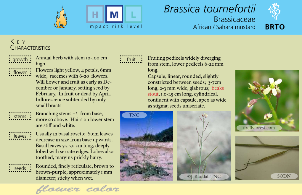 Brassica Tournefortii H M L Brassicaceae Impact Risk Level African / Sahara Mustard BRTO