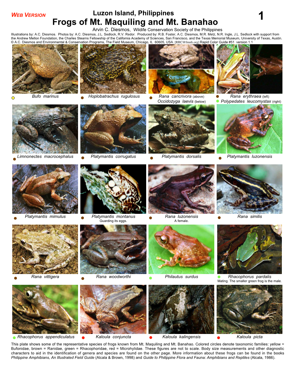 Frogs of Mt. Maquiling and Mt. Banahao Arvin C