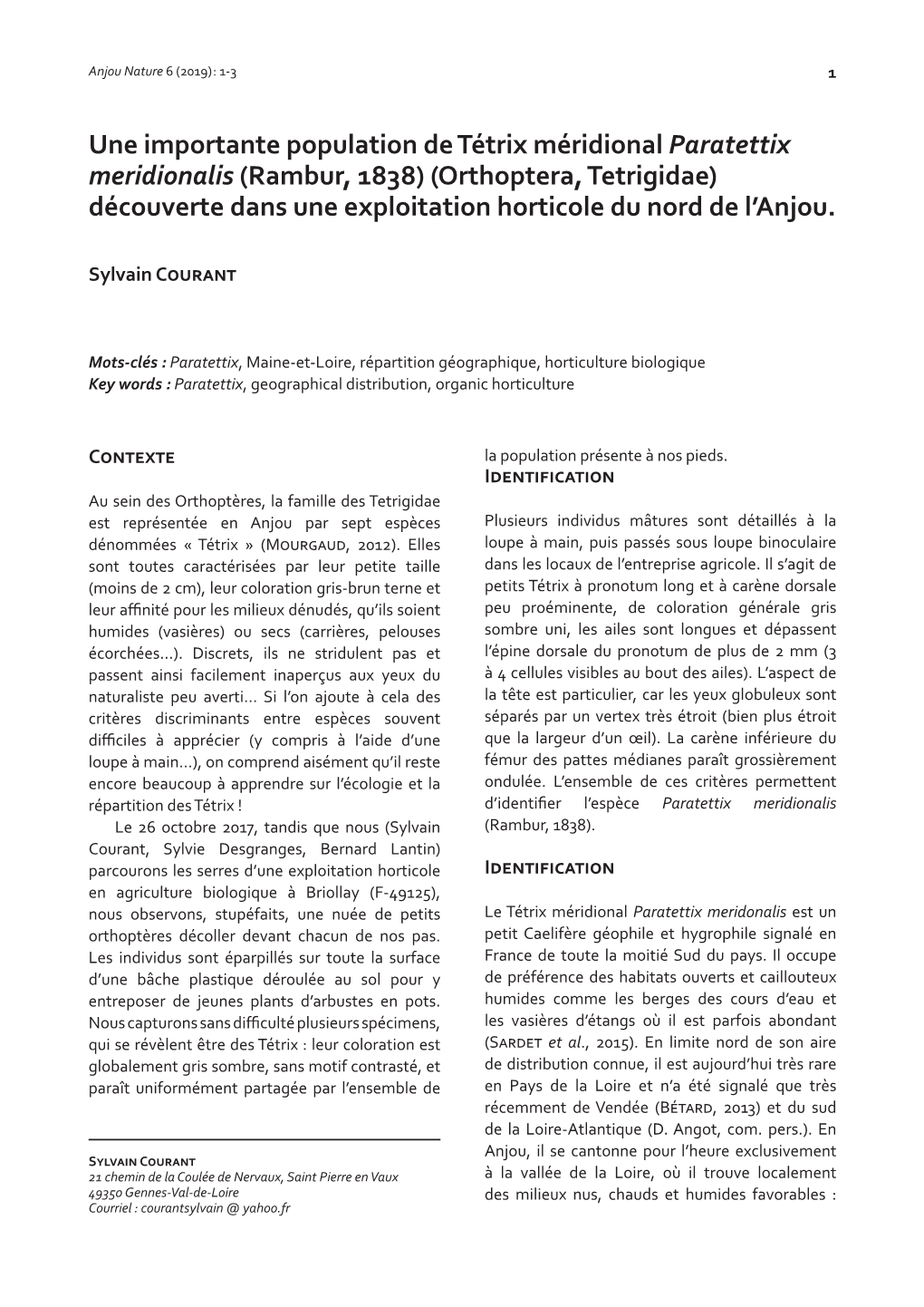 Une Importante Population De Tétrix Méridional Paratettix Meridionalis