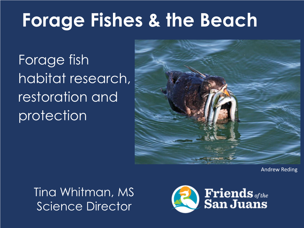 Forage Fishes & the Beach