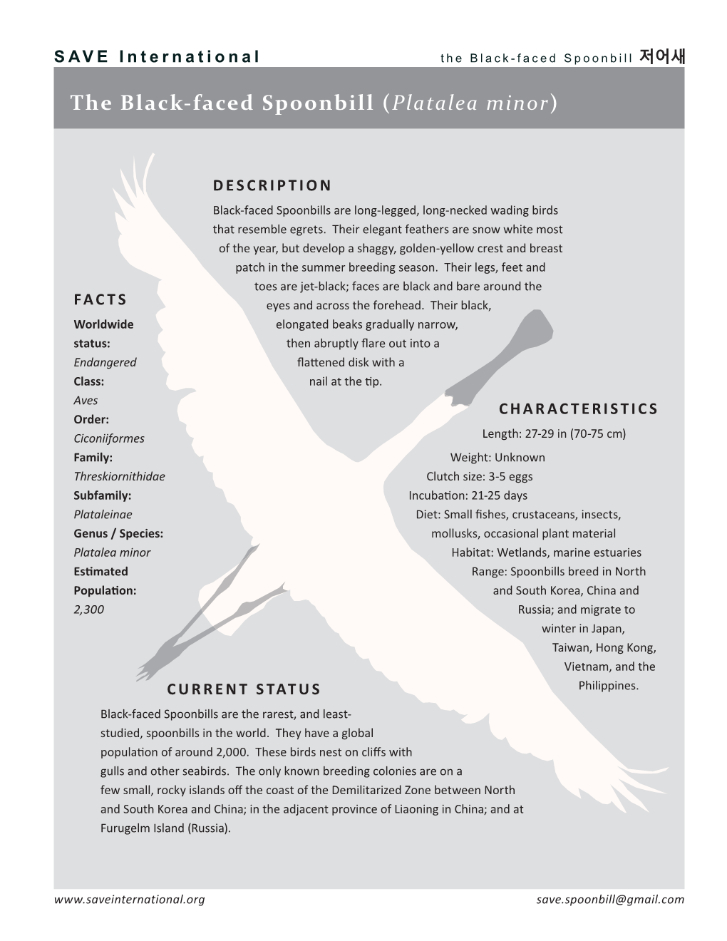 The Black-Faced Spoonbill