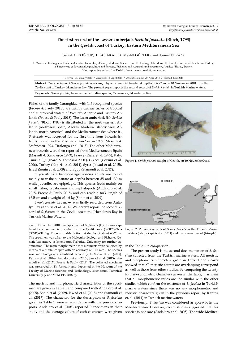 The First Record of the Lesser Amberjack Seriola Fasciata (Bloch, 1793) in the Çevlik Coast of Turkey, Eastern Mediterranean Sea