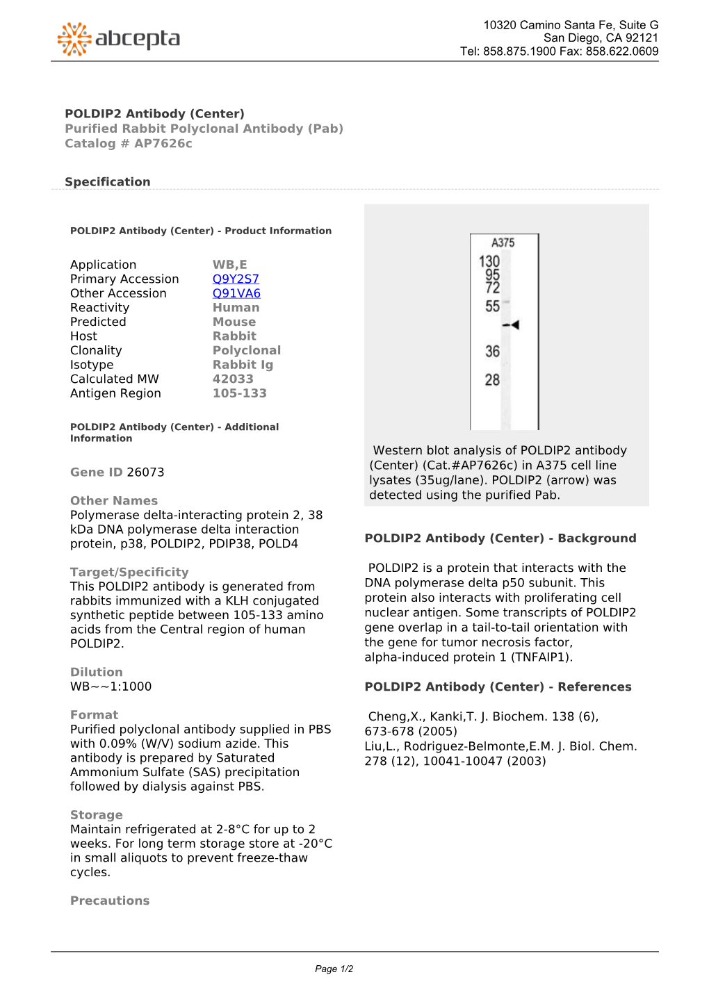 POLDIP2 Antibody (Center) Purified Rabbit Polyclonal Antibody (Pab) Catalog # Ap7626c