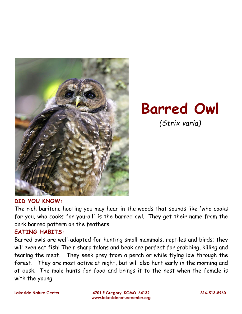 Barred Owl (Strix Varia)