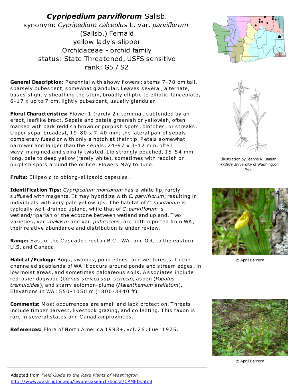 Cypripedium Parviflorum Salisb