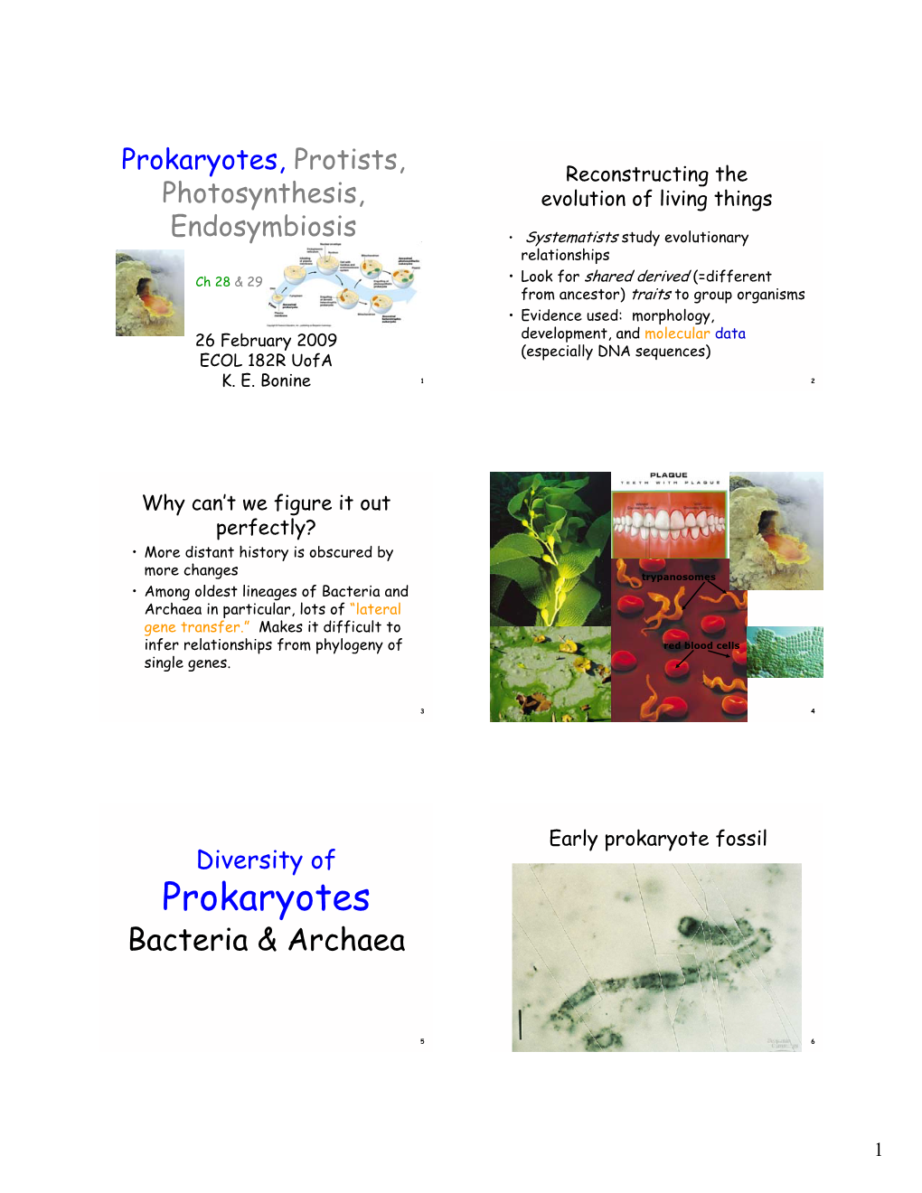 Prokaryotes, Protists, Reconstructing the Photosynthesis, Evolution of Living Things