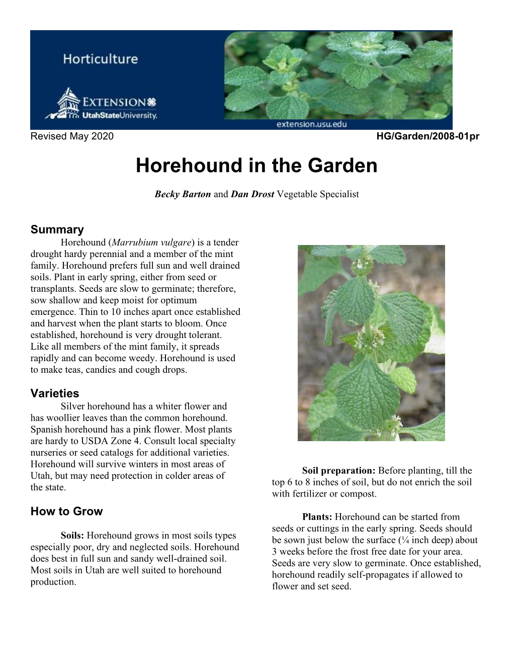 Horehound in the Garden