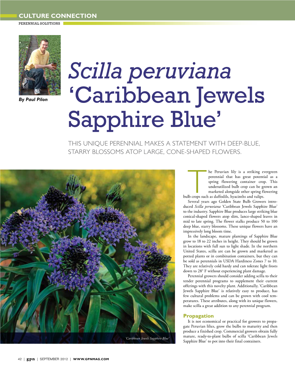 Scilla Peruviana 'Caribbean Jewels Sapphire Blue'