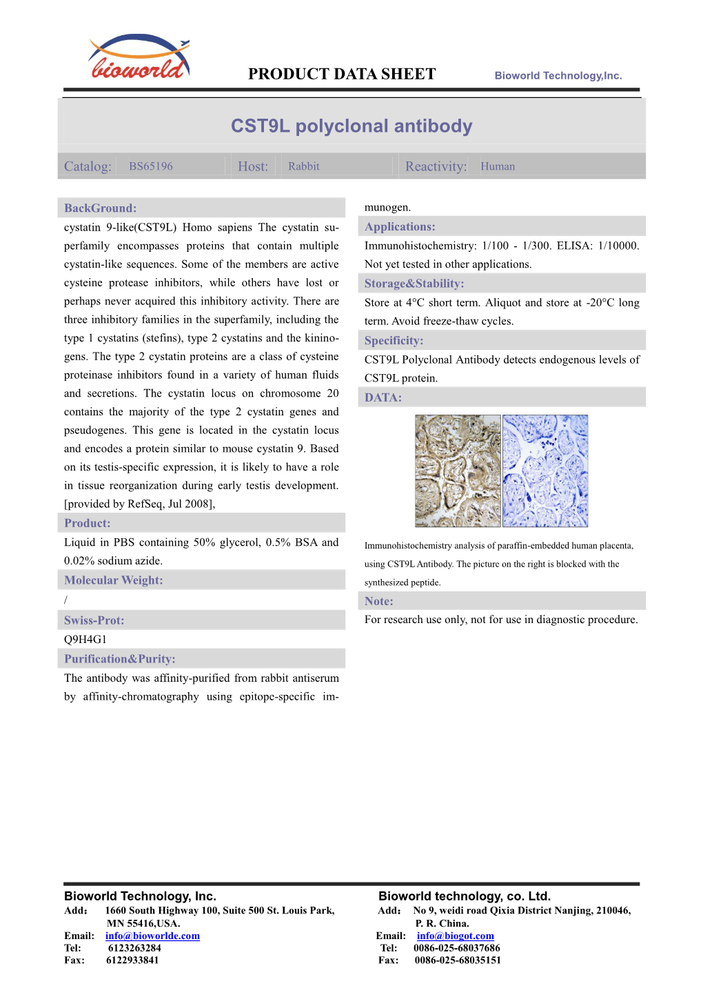 CST9L Polyclonal Antibody