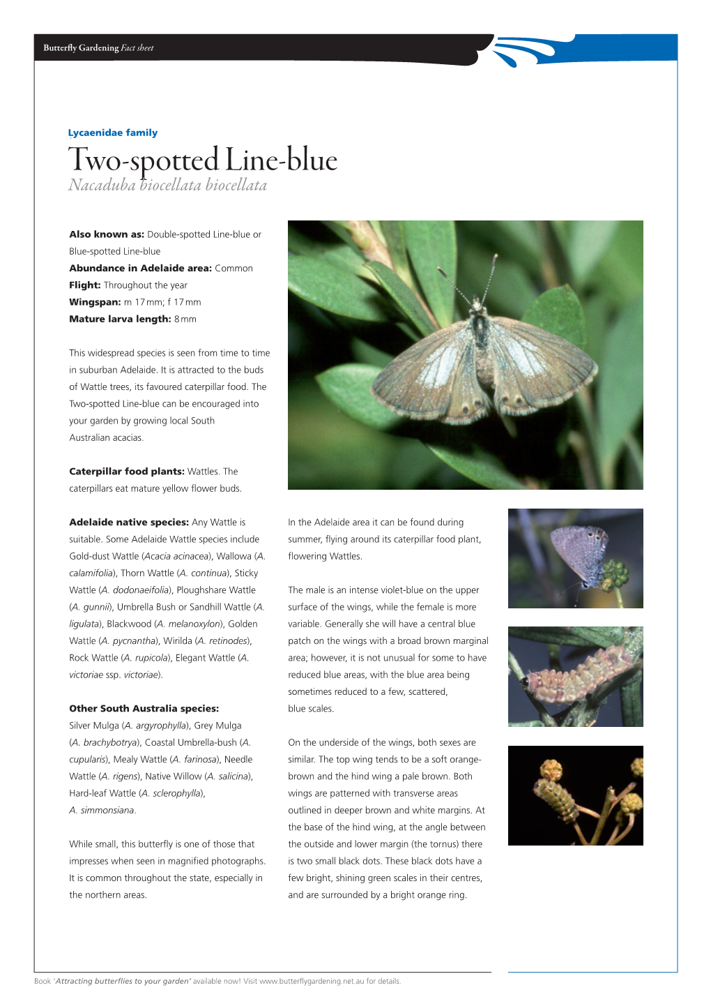 Two-Spotted Line-Blue Nacaduba Biocellata Biocellata